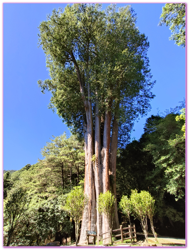 台中Taichung City,台灣好行大雪山線,台灣旅遊,大雪山國家森林遊樂區,天池,小雪山旅遊資訊站,雪山神木