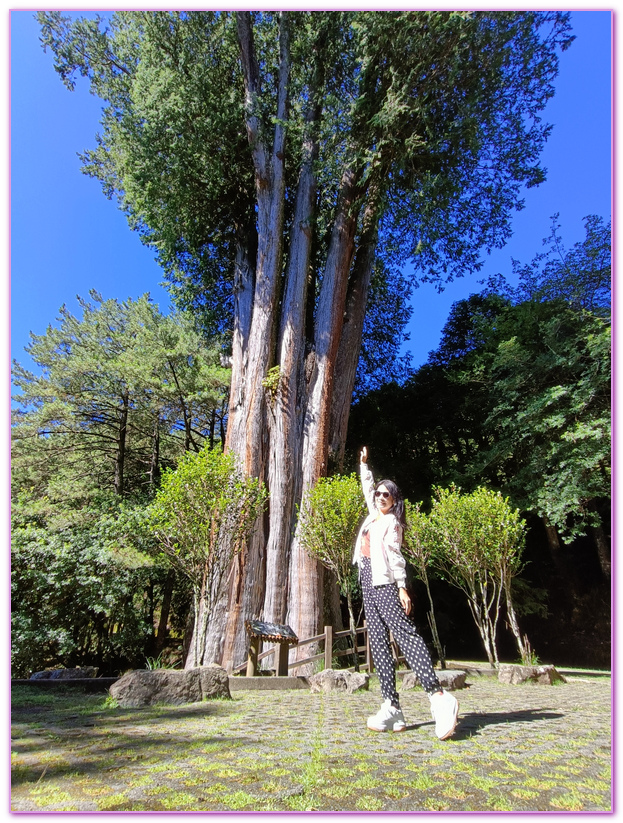 台中Taichung City,台灣好行大雪山線,台灣旅遊,大雪山國家森林遊樂區,天池,小雪山旅遊資訊站,雪山神木