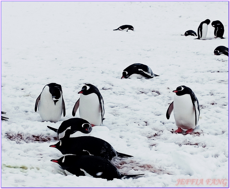 世界極地之旅,南極Antarctica,南極旅遊,尼科港Neko Harbour,庫弗維爾島Cuverville Island,星輝號Le Lyrial,鳳凰旅遊,龐洛PONANT郵輪