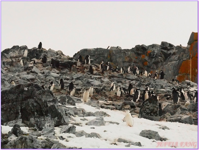 世界極地之旅,半月島Halfmoon Island,南極Antarctica,南設得蘭群島South Shetlands,帽帶企鵝,捕鯨者灣Whalers Bay,欺騙島Deception Island,海神風箱,羅納德山丘（Ronald Hill）,龐洛PONANT郵輪星輝號LE LYRIAL