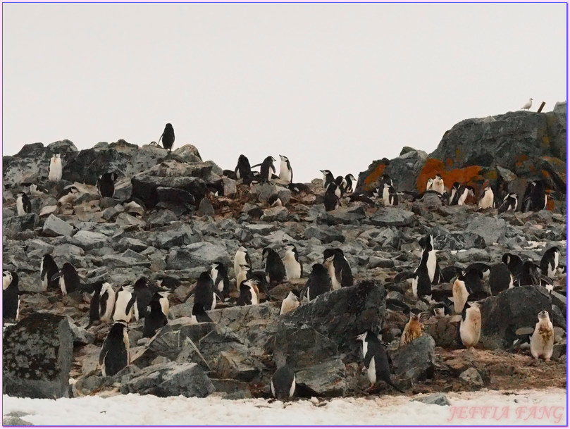 世界極地之旅,半月島Halfmoon Island,南極Antarctica,南設得蘭群島South Shetlands,帽帶企鵝,捕鯨者灣Whalers Bay,欺騙島Deception Island,海神風箱,羅納德山丘（Ronald Hill）,龐洛PONANT郵輪星輝號LE LYRIAL