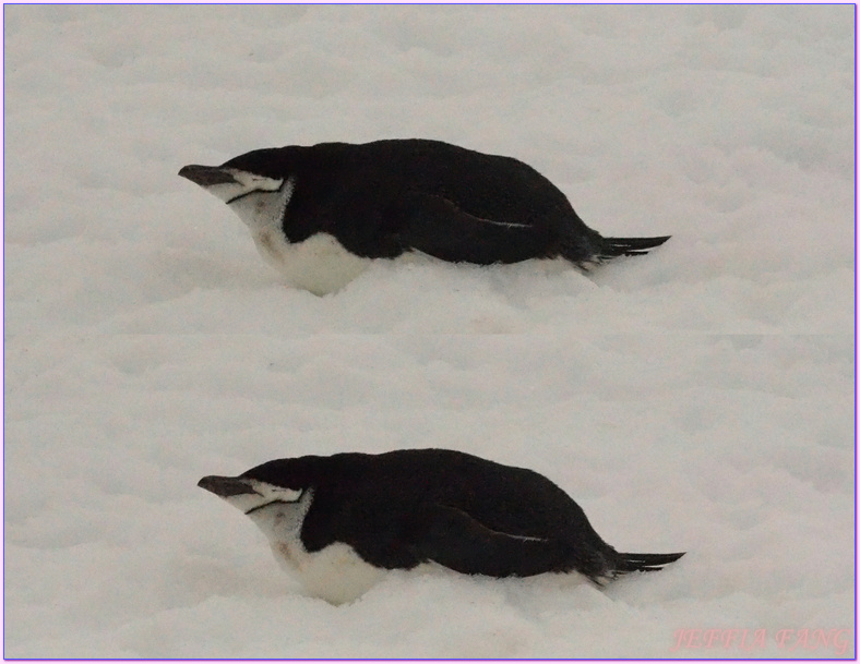 世界極地之旅,半月島Halfmoon Island,南極Antarctica,南設得蘭群島South Shetlands,帽帶企鵝,捕鯨者灣Whalers Bay,欺騙島Deception Island,海神風箱,羅納德山丘（Ronald Hill）,龐洛PONANT郵輪星輝號LE LYRIAL