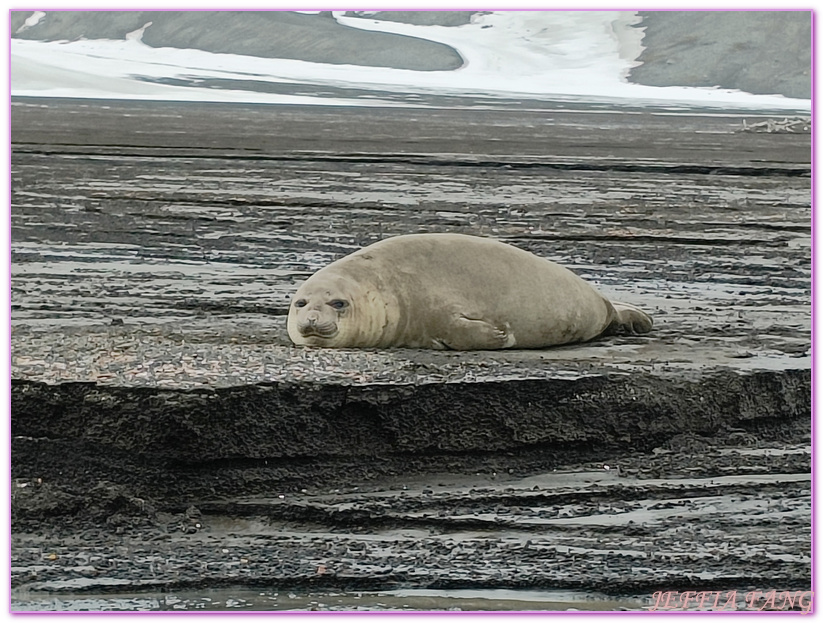 世界極地之旅,半月島Halfmoon Island,南極Antarctica,南設得蘭群島South Shetlands,帽帶企鵝,捕鯨者灣Whalers Bay,欺騙島Deception Island,海神風箱,羅納德山丘（Ronald Hill）,龐洛PONANT郵輪星輝號LE LYRIAL