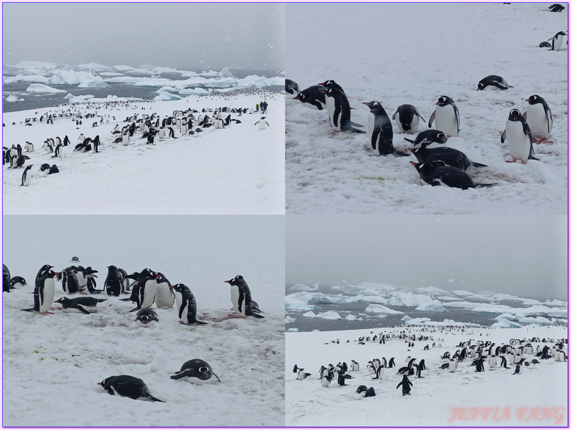 世界極地之旅,南極Antarctica,南極旅遊,尼科港Neko Harbour,庫弗維爾島Cuverville Island,星輝號Le Lyrial,鳳凰旅遊,龐洛PONANT郵輪