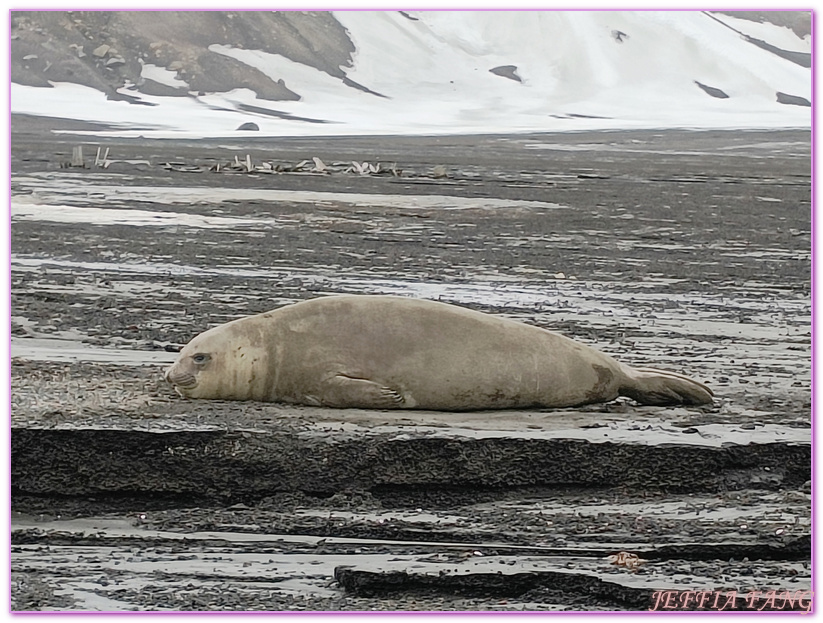 世界極地之旅,半月島Halfmoon Island,南極Antarctica,南設得蘭群島South Shetlands,帽帶企鵝,捕鯨者灣Whalers Bay,欺騙島Deception Island,海神風箱,羅納德山丘（Ronald Hill）,龐洛PONANT郵輪星輝號LE LYRIAL