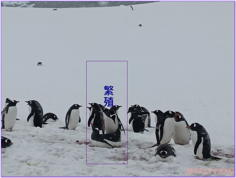 世界極地之旅,南極Antarctica,南極旅遊,尼科港Neko Harbour,庫弗維爾島Cuverville Island,星輝號Le Lyrial,鳳凰旅遊,龐洛PONANT郵輪