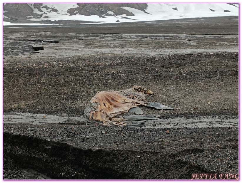 世界極地之旅,半月島Halfmoon Island,南極Antarctica,南設得蘭群島South Shetlands,帽帶企鵝,捕鯨者灣Whalers Bay,欺騙島Deception Island,海神風箱,羅納德山丘（Ronald Hill）,龐洛PONANT郵輪星輝號LE LYRIAL