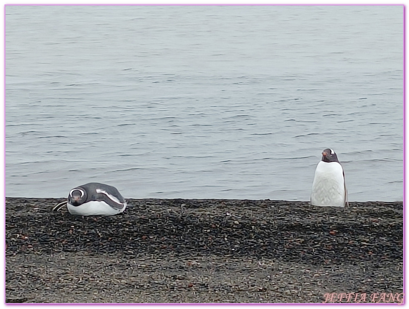 世界極地之旅,半月島Halfmoon Island,南極Antarctica,南設得蘭群島South Shetlands,帽帶企鵝,捕鯨者灣Whalers Bay,欺騙島Deception Island,海神風箱,羅納德山丘（Ronald Hill）,龐洛PONANT郵輪星輝號LE LYRIAL