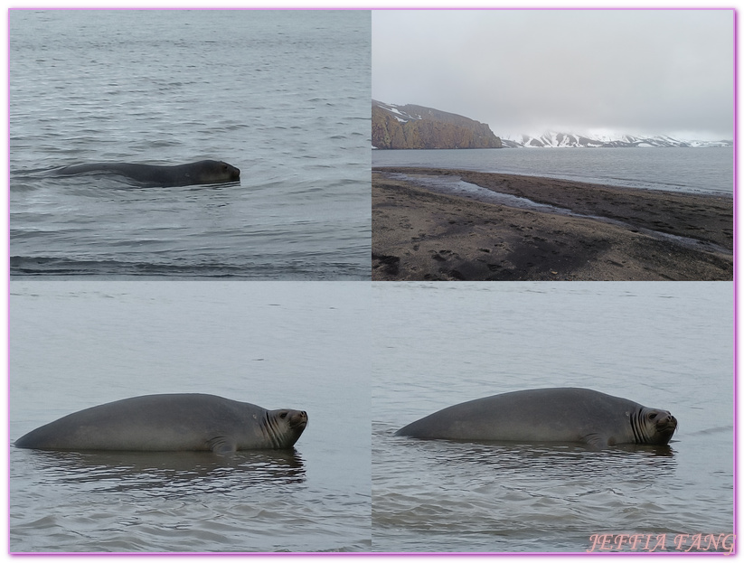 世界極地之旅,半月島Halfmoon Island,南極Antarctica,南設得蘭群島South Shetlands,帽帶企鵝,捕鯨者灣Whalers Bay,欺騙島Deception Island,海神風箱,羅納德山丘（Ronald Hill）,龐洛PONANT郵輪星輝號LE LYRIAL