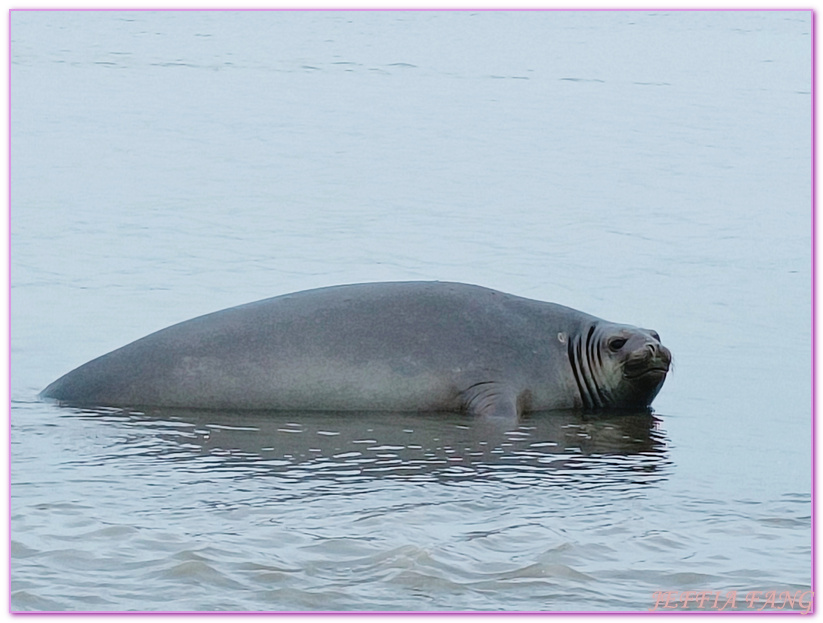 世界極地之旅,半月島Halfmoon Island,南極Antarctica,南設得蘭群島South Shetlands,帽帶企鵝,捕鯨者灣Whalers Bay,欺騙島Deception Island,海神風箱,羅納德山丘（Ronald Hill）,龐洛PONANT郵輪星輝號LE LYRIAL