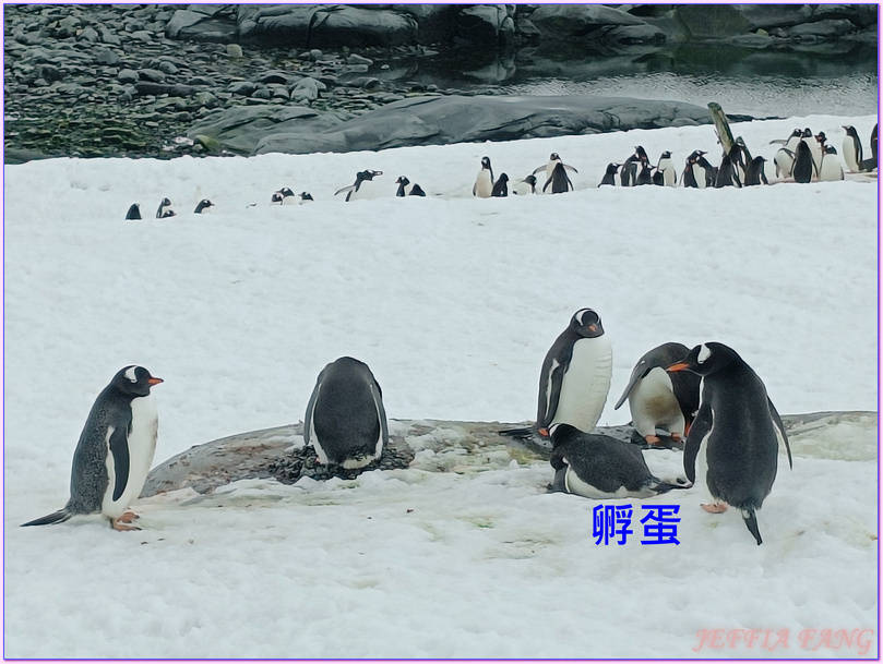 企鵝郵局,南極Antarctica,南極旅遊,南極郵局,古迪爾島Goudier,多里安灣『達莫角Damoy Point』,極地旅遊,洛克羅伊港Port Lockroy,龐洛PONANT郵輪,龐洛PONANT郵輪星輝號LE LYRIAL