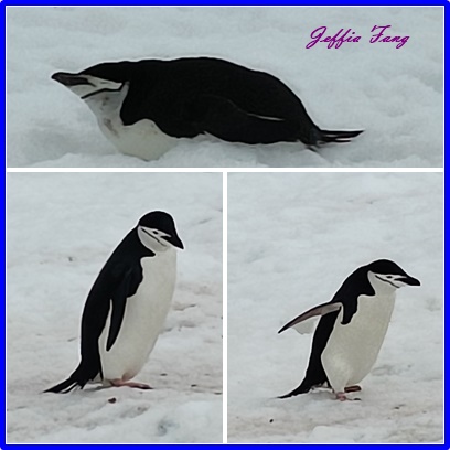 世界極地之旅,半月島Halfmoon Island,南極Antarctica,南設得蘭群島South Shetlands,帽帶企鵝,捕鯨者灣Whalers Bay,欺騙島Deception Island,海神風箱,羅納德山丘（Ronald Hill）,龐洛PONANT郵輪星輝號LE LYRIAL