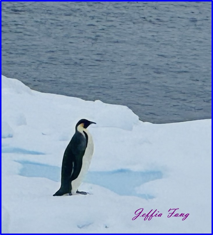 世界極地之旅,南極Antarctica,南極旅遊,尼科港Neko Harbour,庫弗維爾島Cuverville Island,星輝號Le Lyrial,鳳凰旅遊,龐洛PONANT郵輪