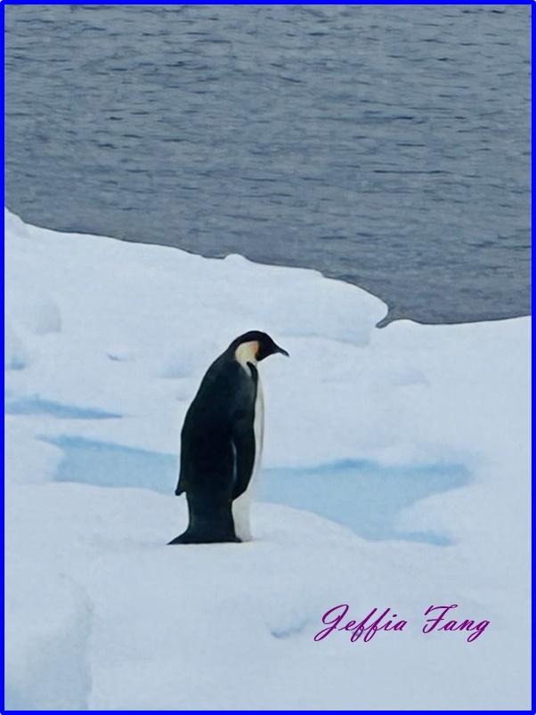 世界極地之旅,南極Antarctica,南極旅遊,尼科港Neko Harbour,庫弗維爾島Cuverville Island,星輝號Le Lyrial,鳳凰旅遊,龐洛PONANT郵輪