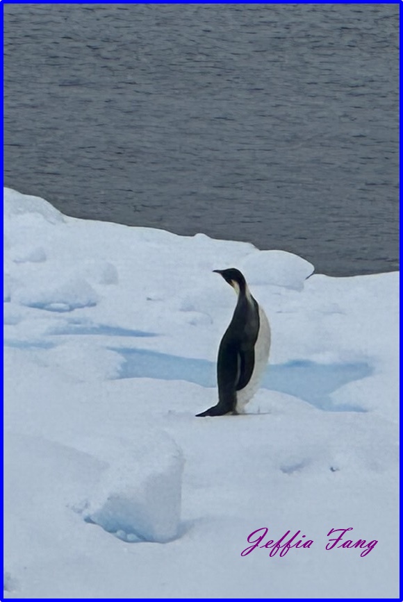 世界極地之旅,南極Antarctica,南極旅遊,尼科港Neko Harbour,庫弗維爾島Cuverville Island,星輝號Le Lyrial,鳳凰旅遊,龐洛PONANT郵輪