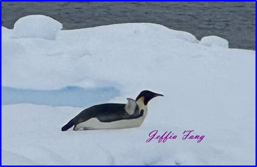 世界極地之旅,南極Antarctica,南極旅遊,尼科港Neko Harbour,庫弗維爾島Cuverville Island,星輝號Le Lyrial,鳳凰旅遊,龐洛PONANT郵輪