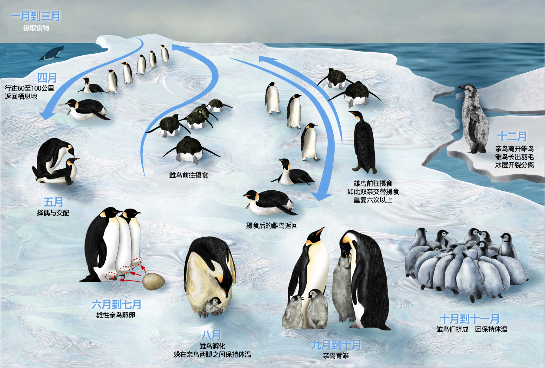 世界極地之旅,南極Antarctica,南極旅遊,尼科港Neko Harbour,庫弗維爾島Cuverville Island,星輝號Le Lyrial,鳳凰旅遊,龐洛PONANT郵輪