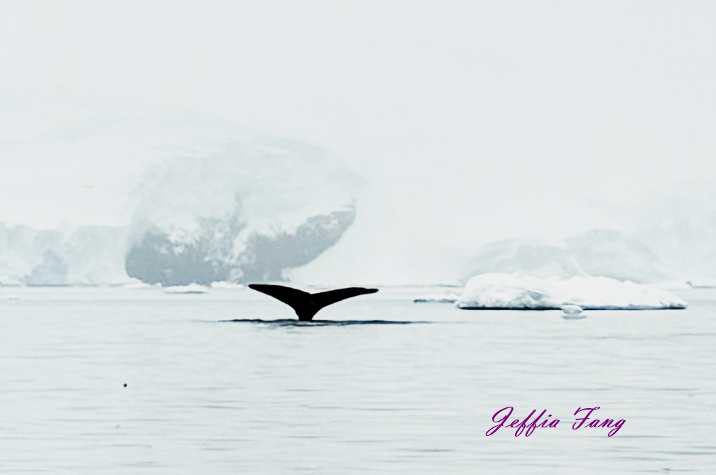 世界極地之旅,南極Antarctica,南極旅遊,尼科港Neko Harbour,庫弗維爾島Cuverville Island,星輝號Le Lyrial,鳳凰旅遊,龐洛PONANT郵輪