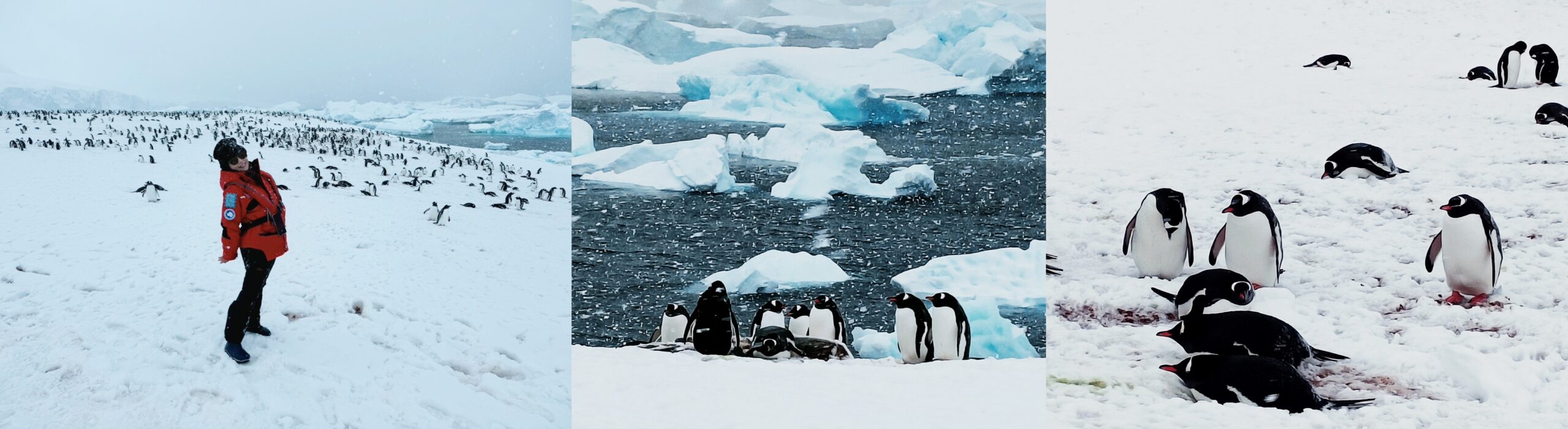 世界極地之旅,南極Antarctica,南極旅遊,尼科港Neko Harbour,庫弗維爾島Cuverville Island,星輝號Le Lyrial,鳳凰旅遊,龐洛PONANT郵輪