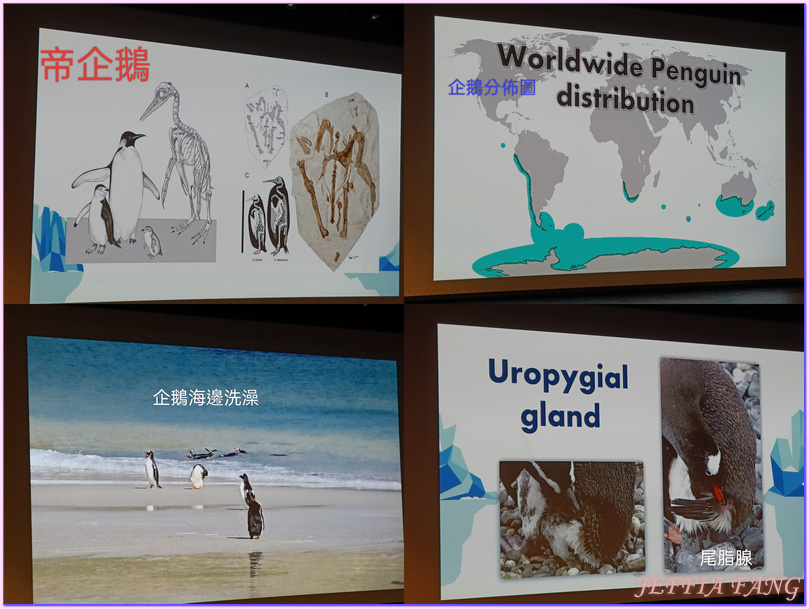 2024年南極旅遊,世界極地之旅,南極Antarctica,南極企鵝,南極冰原,南極冰川,南極冰架,南極探險團隊,鳳凰旅遊,龐洛PONANT郵輪星輝號LE LYRIAL